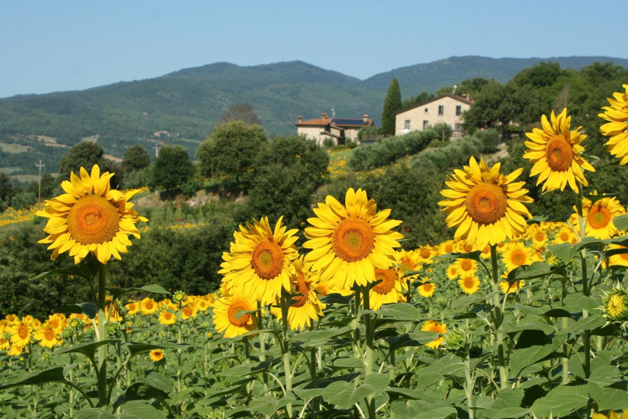 Agriturismo Le Ceregne Bio П'єве-Санто-Стефано Екстер'єр фото